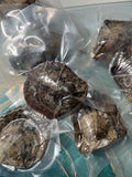 Coloured Round Pearl Oysters