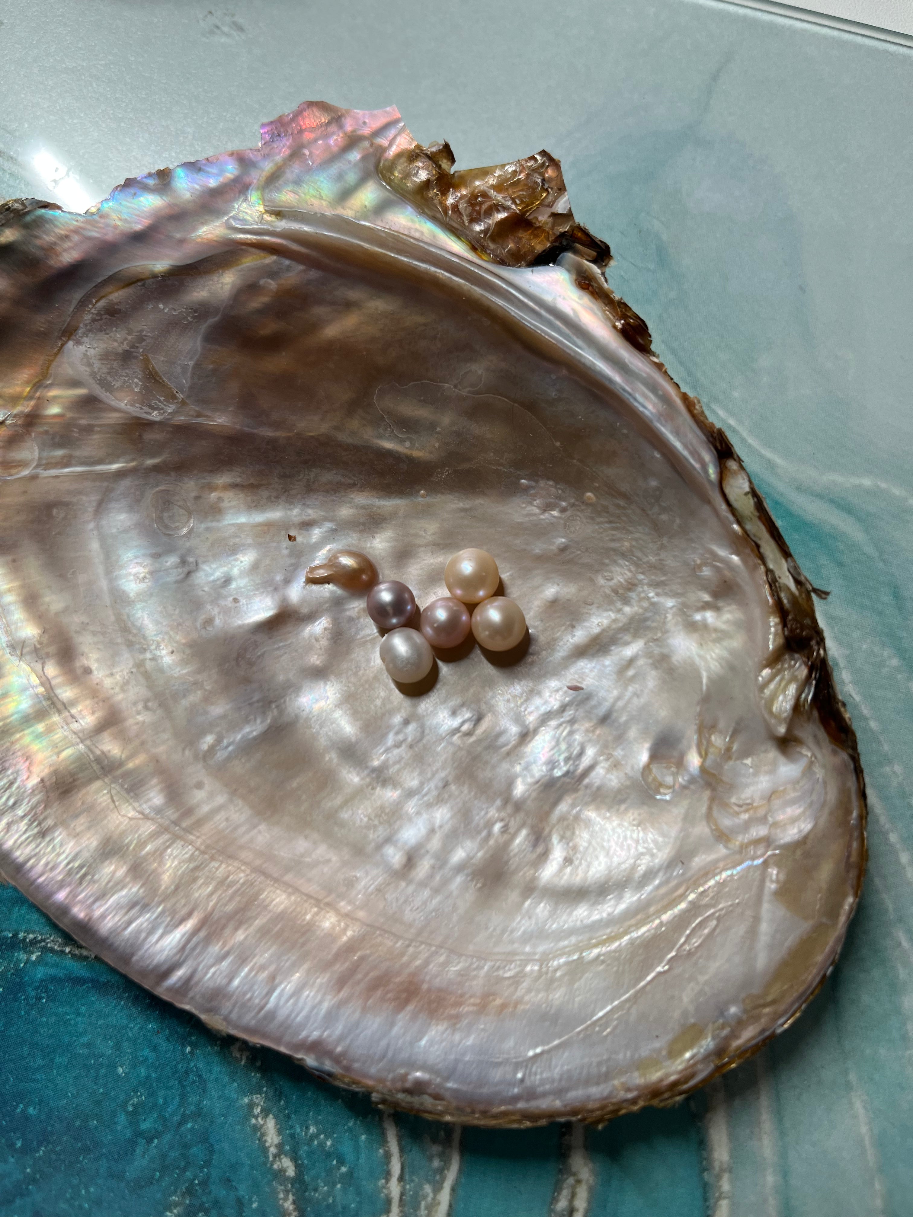 Natural Round Akoya Pearl Oysters